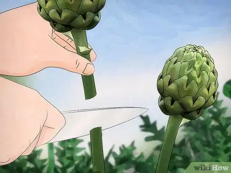 Imagen titulada Grow Artichokes Step 11