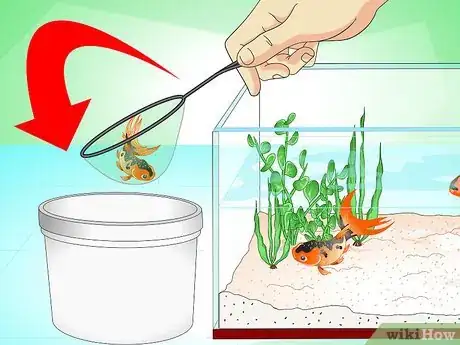 Imagen titulada Save a Dying Goldfish Step 1