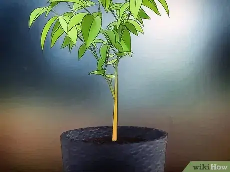 Imagen titulada Grow Fruit in Pots Step 5