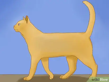 Imagen titulada Understand Your Cat's Body Language Step 3