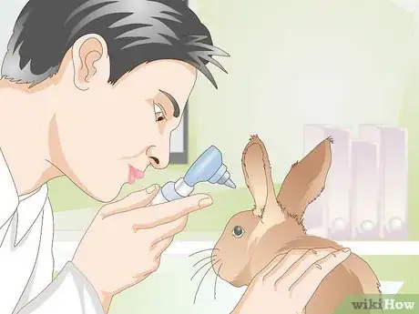 Imagen titulada Prevent Ear Mites in Rabbits Step 7