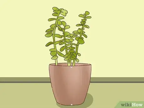 Imagen titulada Choose Plants for Good Feng Shui Step 11