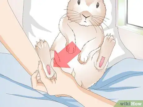 Imagen titulada Treat an Injured Rabbit's Paw Step 1