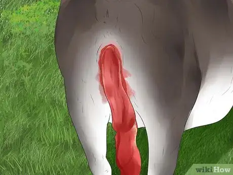 Imagen titulada Tell if a Cow or Heifer Is About to Give Birth Step 3