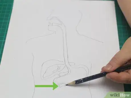 Imagen titulada Draw a Model of the Digestive System Step 11