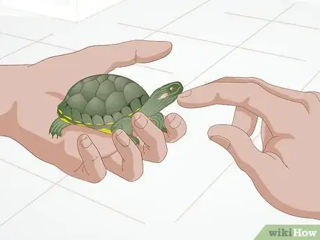 Imagen titulada Apply Medication to a Turtle's Eyes Step 3