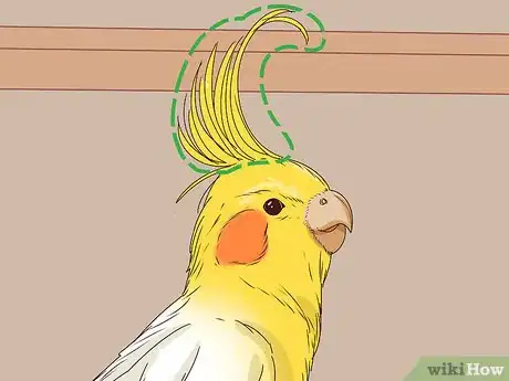 Imagen titulada Understand Cockatiel Gestures Step 14