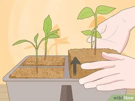 Imagen titulada Grow Jalapeno Peppers Step 11