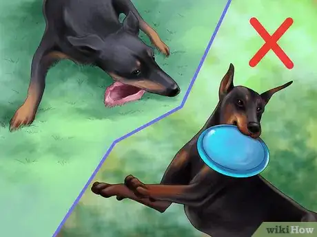 Imagen titulada Care for Doberman Pincshers Step 16