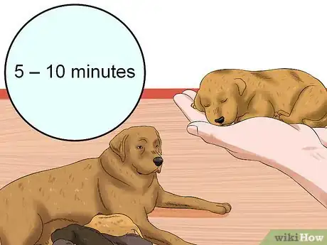 Imagen titulada Determine the Sex of Puppies Step 3