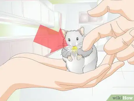 Imagen titulada Get a Hamster to Sleep Step 14