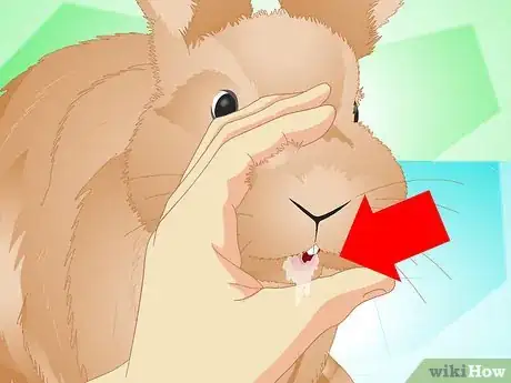 Imagen titulada Determine if Your Rabbit Is Sick Step 14