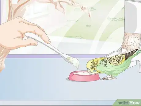 Imagen titulada Feed Budgies Step 10