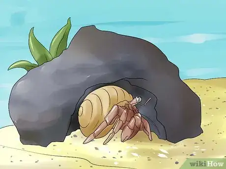 Imagen titulada Care for Hermit Crabs Step 7