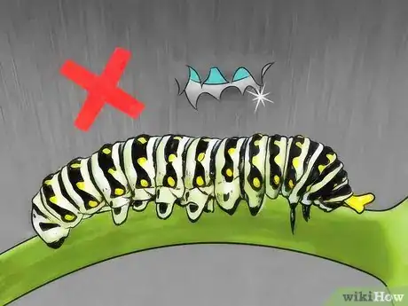 Imagen titulada Take Care of a Caterpillar Until It Turns Into a Butterfly or Moth Step 9