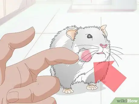 Imagen titulada Treat Cheek Abscesses in Hamsters Step 1