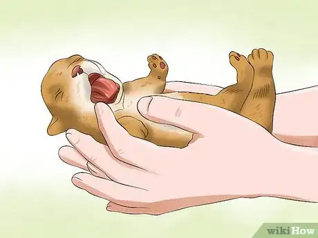 Imagen titulada Determine the Sex of Puppies Step 4