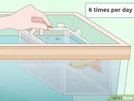 Imagen titulada Feed Guppies Step 11