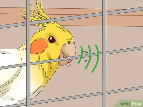 Imagen titulada Understand Cockatiel Gestures Step 10