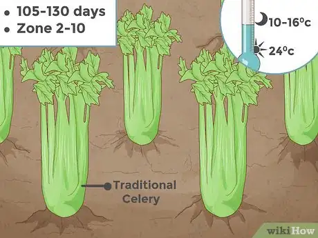 Imagen titulada Grow Celery Step 3