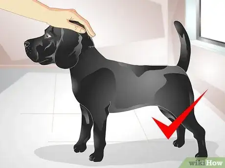 Imagen titulada Apply Advantix for Dogs Step 4