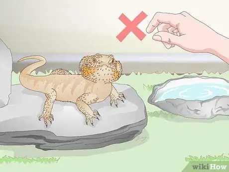 Imagen titulada Pet a Bearded Dragon Step 7