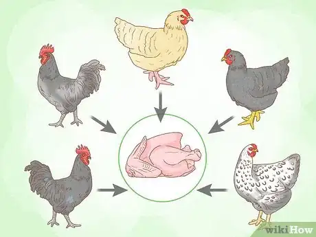 Imagen titulada Start a Chicken Farm Step 13