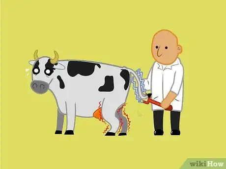 Imagen titulada Get a Cow With Nerve Damage to Her Hind Legs from a Long Birth or Hard Pull to Stand Up Step 2Bullet5