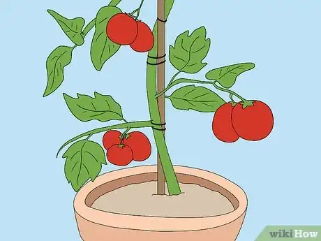 Imagen titulada Support Tomato Plants in Pots Step 11