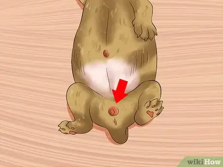 Imagen titulada Determine the Sex of Puppies Step 6