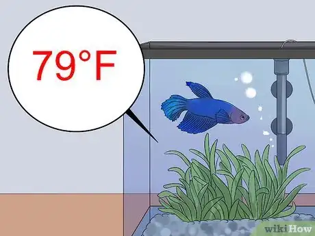 Imagen titulada Save a Dying Betta Fish Step 17