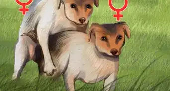 determinar si un perro es macho o hembra