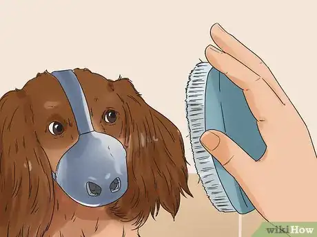 Imagen titulada Groom a Dog That Bites Step 10