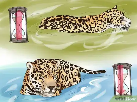 Imagen titulada Tell a Jaguar from a Leopard Step 6