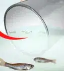 criar larvas de mosquito para alimentar peces