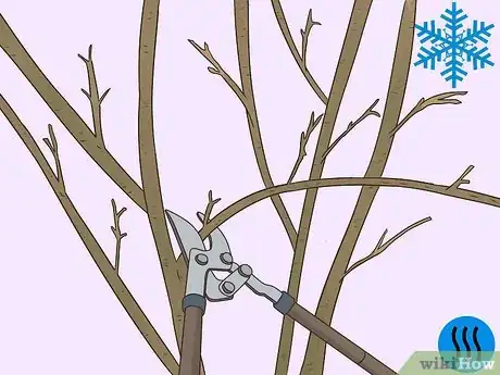 Imagen titulada Prune a Pear Tree Step 5