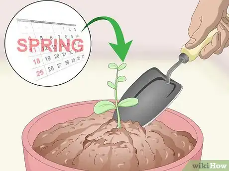 Imagen titulada Germinate Tree Seeds Step 17