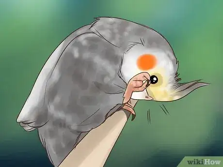 Imagen titulada Treat Conjunctivitis in Cockatiels Step 10