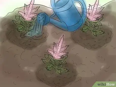 Imagen titulada Grow Astilbe Step 11