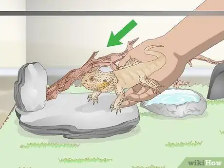 Imagen titulada Pet a Bearded Dragon Step 6