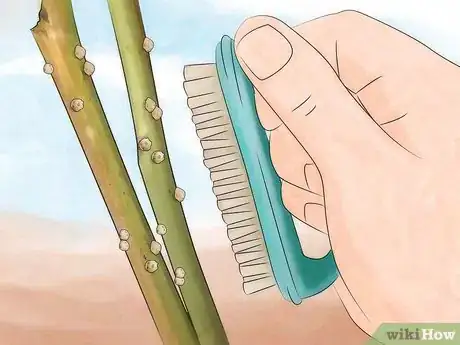 Imagen titulada Get Rid of Scale Insects Step 5