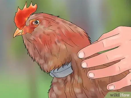 Imagen titulada Stop a Rooster from Crowing Step 11