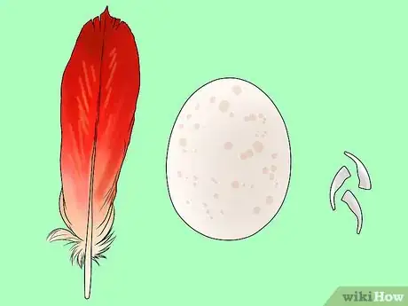 Imagen titulada Determine the Sex of African Grey Parrots Step 7