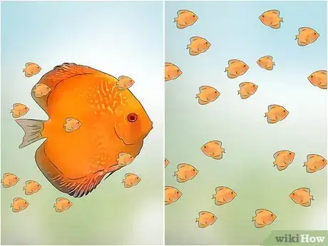 Imagen titulada Breed Discus Step 10