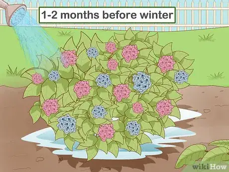 Imagen titulada Prepare Hydrangeas for Winter Step 3