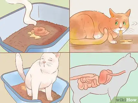 Imagen titulada Treat Excessive Flatulence in Cats Step 8