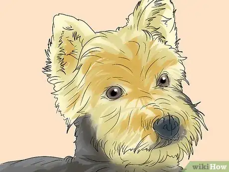 Imagen titulada Trim a Yorkie's Face Step 1