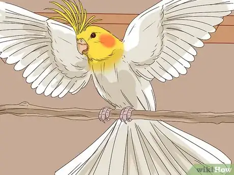 Imagen titulada Understand Cockatiel Gestures Step 15