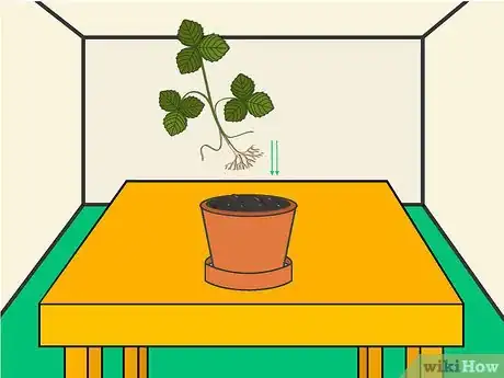 Imagen titulada Grow Strawberries Step 14