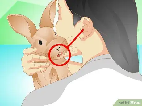 Imagen titulada Determine if Your Rabbit Is Sick Step 16